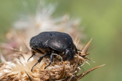 Protaetia morio