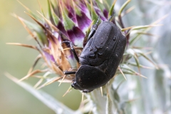 Protaetia morio