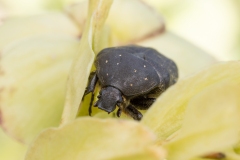 Protaetia morio