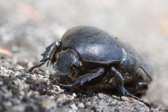 Protaetia morio