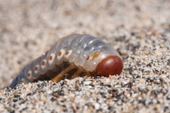 Scarabaeoidea