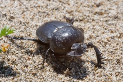 Scarabaeus semipunctatus