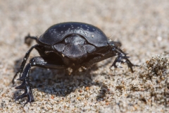 Scarabaeus semipunctatus
