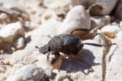Sisyphus schaefferi