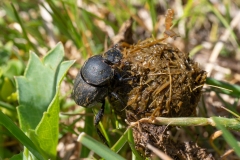 Sisyphus schaefferi