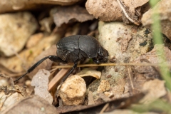 Sisyphus schaefferi