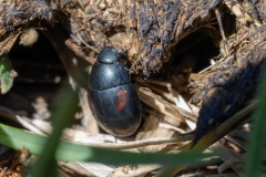 Sphaeridium sp