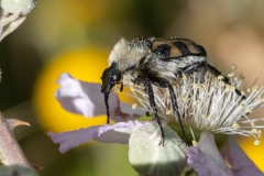 Trichius gallicus