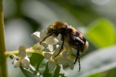 Trichius gallicus