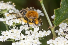 Trichius gallicus