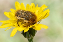 Tropinota squalida