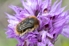 Tropinota squalida