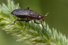 Coremacera marginata