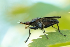 Coremacera marginata