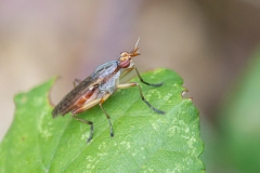 Dichetophora obliterata
