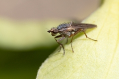 Pherbellia cinerella