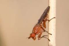 Tetanocera sp