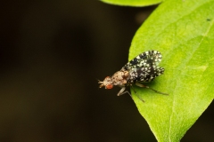 Trypetoptera punctulata