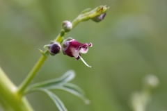 Scrophularia canina