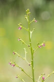 Scrophularia canina