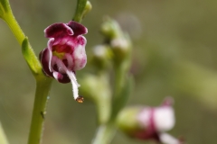 Scrophularia canina