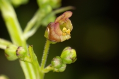 Scrophularia scopolii