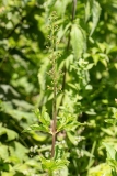 Scrophularia scopolii