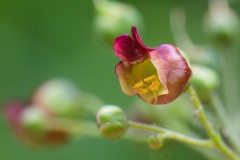 Scrophularia scopolii