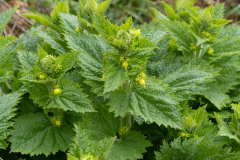 Scrophularia vernalis