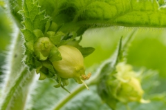 Scrophularia vernalis