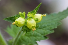 Scrophularia vernalis