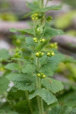 Scrophularia vernalis