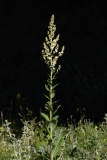 Verbascum lychnitis