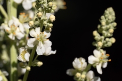 Verbascum lychnitis