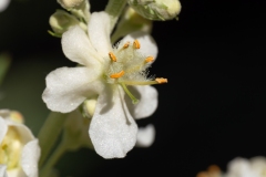 Verbascum lychnitis