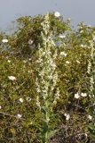 Verbascum lychnitis