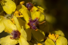 Verbascum mallophorum