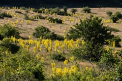 Verbascum mallophorum