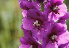 Verbascum phoeniceum