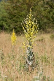 Verbascum sp