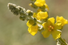 Verbascum sp