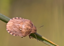 Eurygaster maura