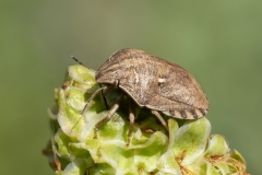 Eurygaster maura