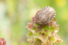 Eurygaster maura