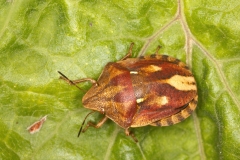 Eurygaster testudinaria