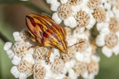 Odontotarsus purpureolineatus