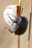 Ablattaria laevigata