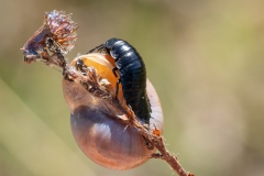 Ablattaria laevigata
