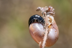 Ablattaria laevigata