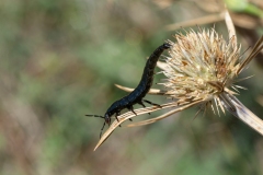 Ablattaria laevigata